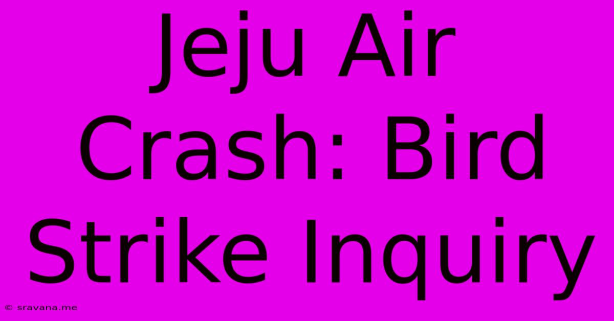 Jeju Air Crash: Bird Strike Inquiry