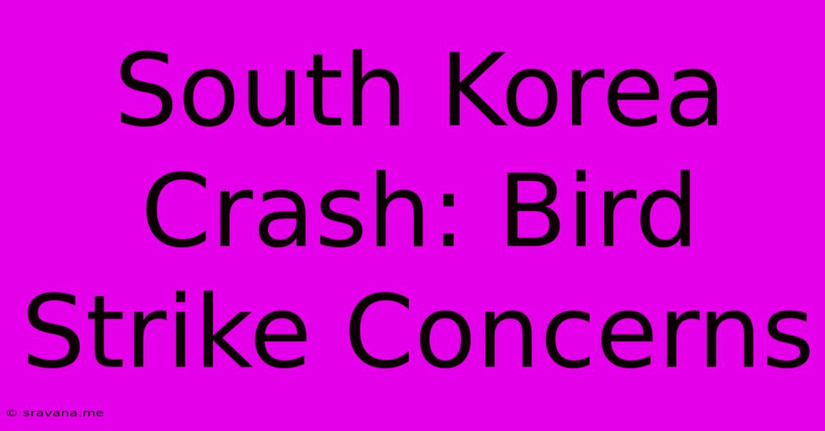 South Korea Crash: Bird Strike Concerns