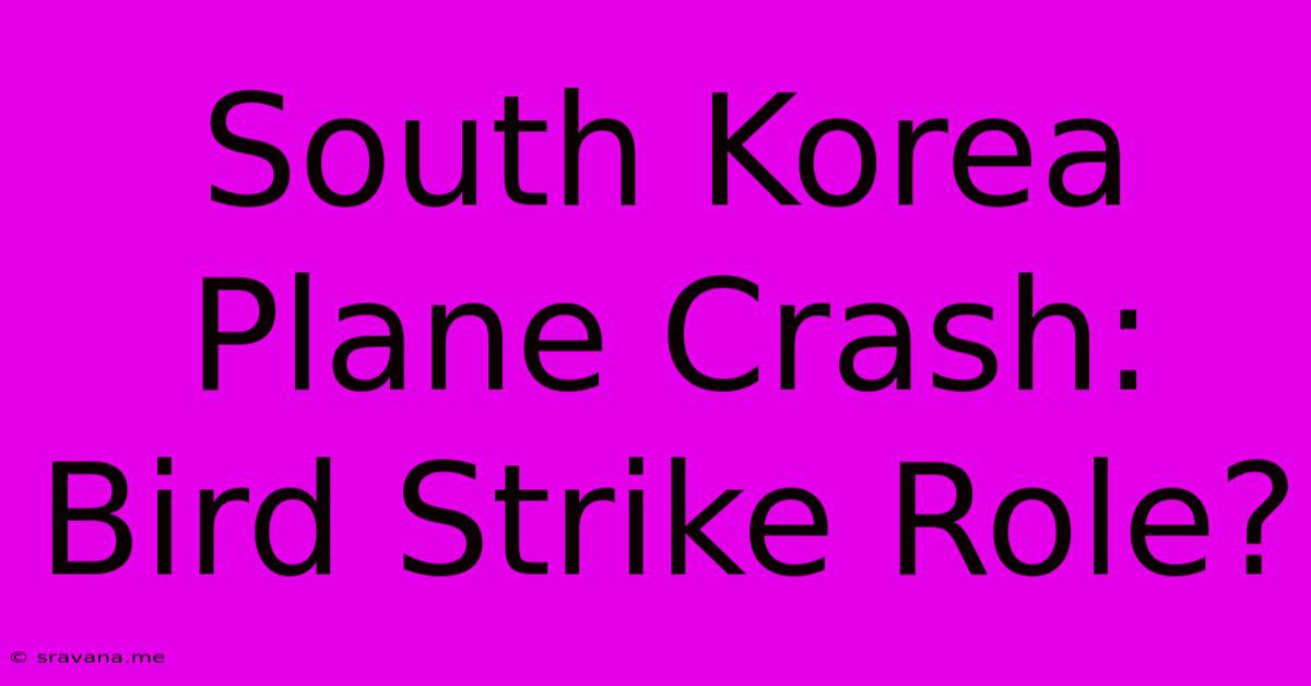 South Korea Plane Crash: Bird Strike Role?