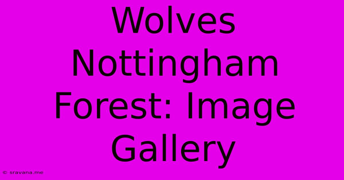 Wolves Nottingham Forest: Image Gallery